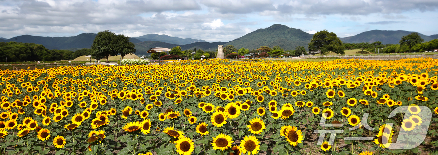 (경주=뉴스1) 최창호 기자 = 13일 오전 경북 경주시 동부사적지 첨성대 인근에 해바라기가 활짝 피어 있다. 2026.8.13/뉴스1