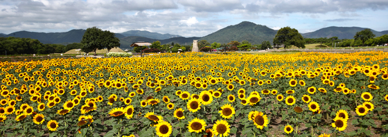 해바라기 세상