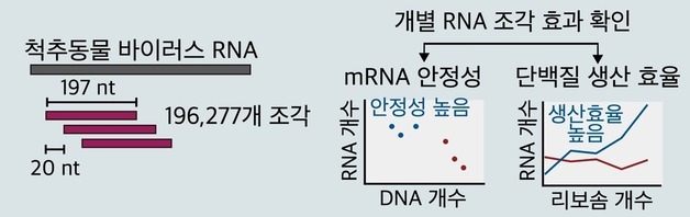 바이러스 생존전략으로 mRNA 수명 3배 증가…백신·치료제 새 해법