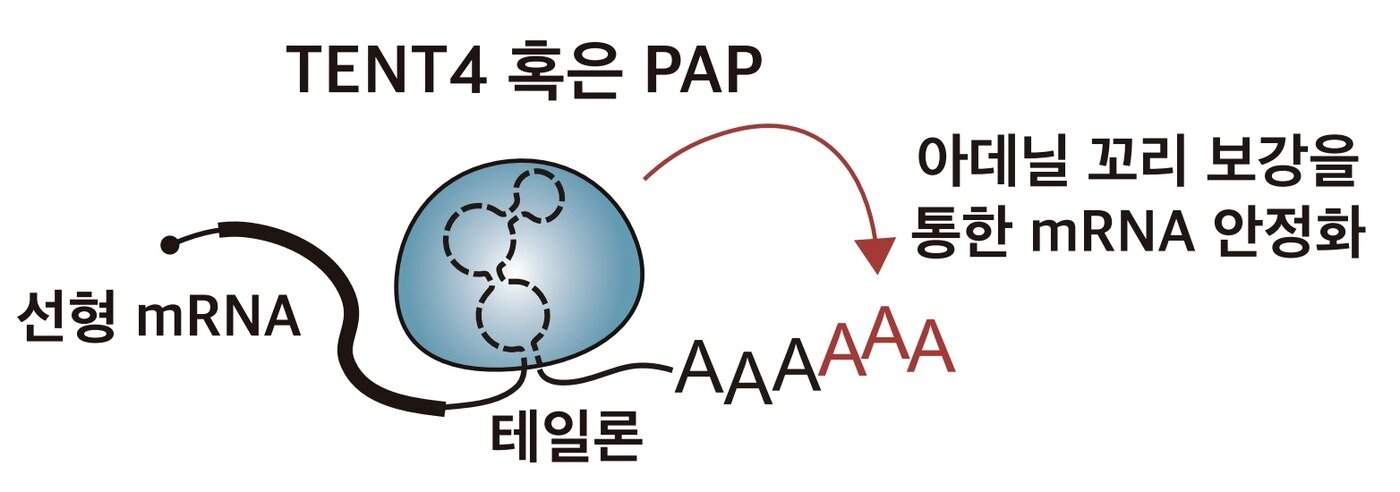 본문 이미지 - 바이러스에서 발견한 RNA 조절 요소 '테일론'의 작동 원리. 테일론은 TENT4나 PAP 같은 효소를 끌어들여 mRNA 끝의 'poly(A) 꼬리'를 보강함으로써 mRNA가 쉽게 분해되지 않도록 한다. (기초과학연구원 제공. 재판매 및 DB금지)