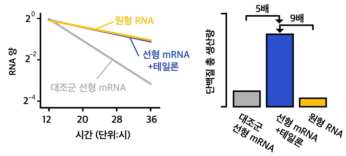 본문 이미지 - 테일론을 넣은 선형 mRNA의 안정성과 단백질 생산량을 비교한 실험. 테일론을 적용한 선형 mRNA는 일반 선형 mRNA보다 오래 유지됐으며 단백질 생산량은 약 5배 많았다. 원형 RNA와 비교해서는 약 9배 많은 단백질을 생산했다. (기초과학연구원 제공. 재판매 및 DB금지)