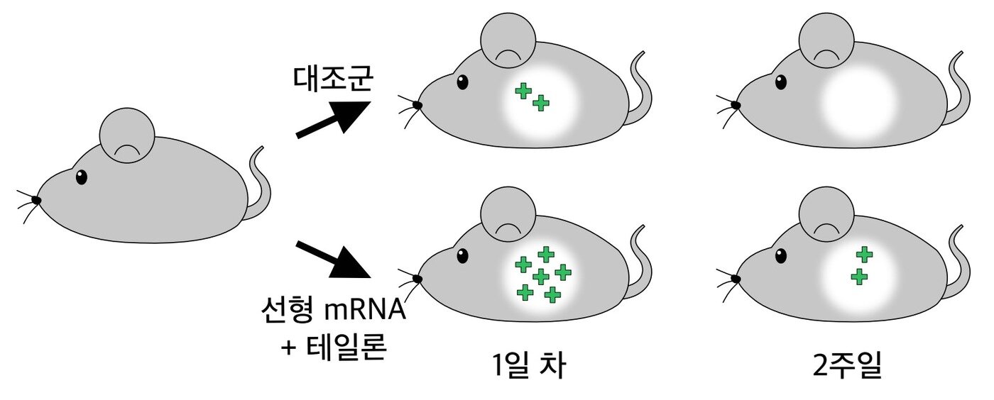 본문 이미지 - 테일론을 넣은 선형 mRNA를 생쥐에 투여해 단백질 생산을 관찰한 실험. 테일론을 넣은 경우 투여 2주 뒤에도 단백질 생성 신호가 남았지만, 테일론이 없는 대조군에서는 하루 뒤 신호가 거의 사라졌다. (기초과학연구원 제공. 재판매 및 DB금지)
