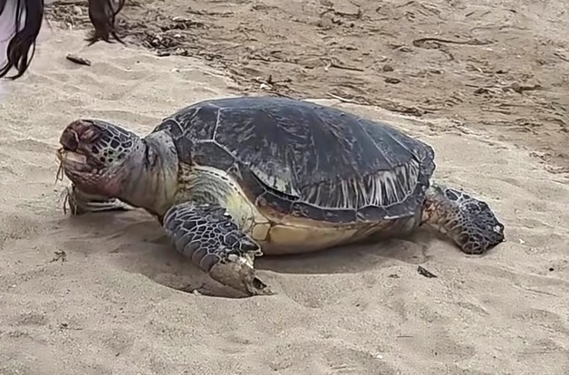 영덕 장사해수욕장서 멸종위기 푸른바다거북 사체 발견