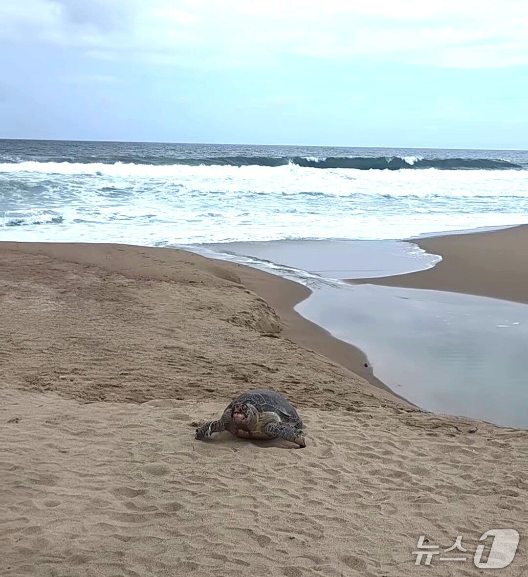 본문 이미지 - 13일 오후 2시 30분쯤 경북 영덕군 남정면 장사리 장사해수욕장에 대형 바다거북의 사체가 파도에 떠밀려 왔다.(독자 제공.재판매 및 DB 금지)2026.8.13/뉴스1