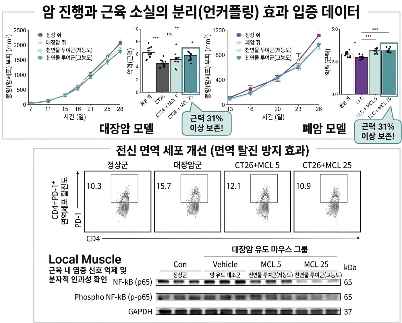 본문 이미지 - 대장암과 폐암을 유도한 생쥐에게 마이켈리올라이드(MCL)를 투여한 실험 결과. 종양 크기는 대조군과 비슷하게 증가했지만 MCL 투여군에서는 근력이 더 잘 유지됐다. 아래 실험에서는 암으로 증가한 면역세포 탈진과 근육 내 염증 신호가 MCL 투여 후 줄어든 모습을 보여준다. (KIST 제공)