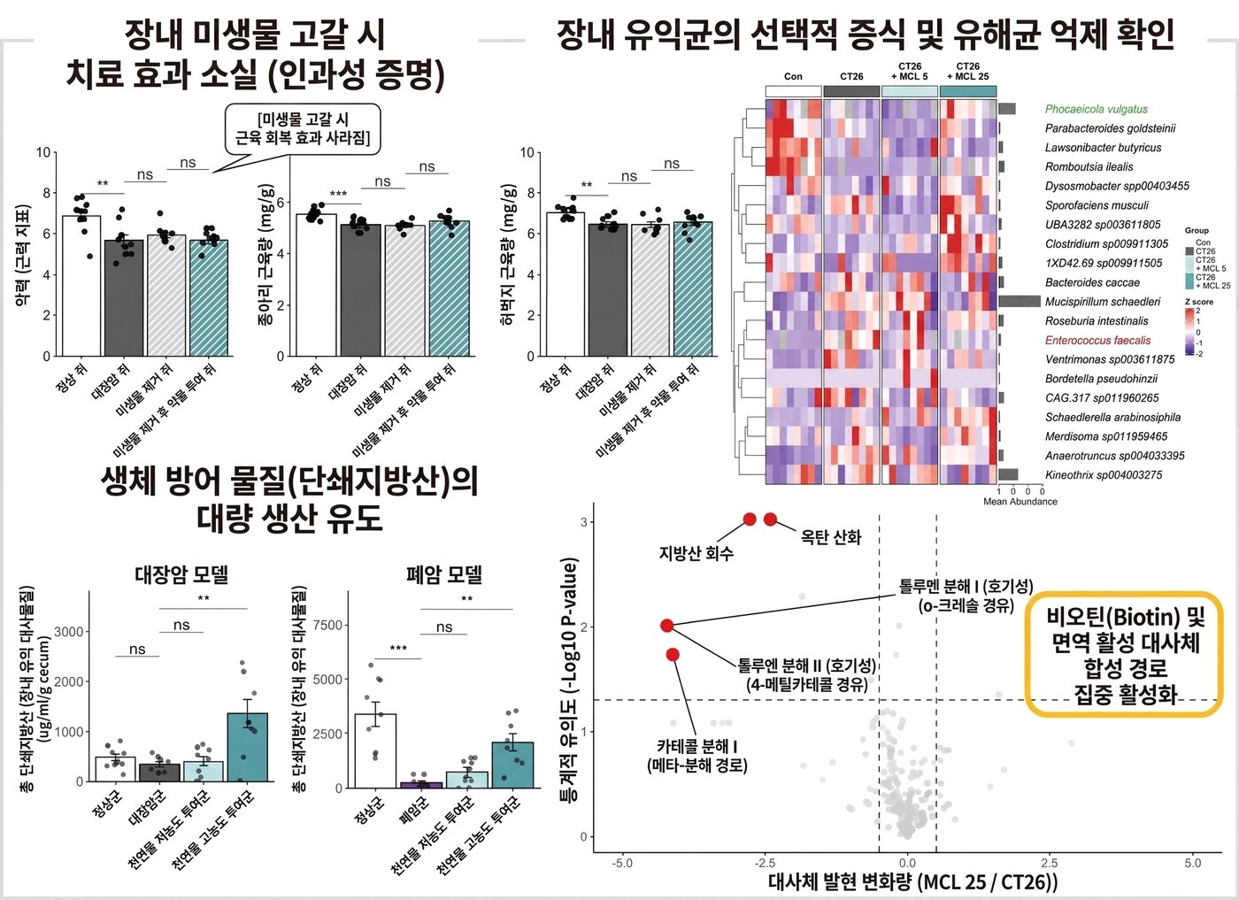 본문 이미지 - 장내 미생물을 항생제로 고갈시킨 암 악액질 생쥐에서는 마이켈리올라이드(MCL)를 투여해도 근력과 근육량 보호 효과가 나타나지 않았다. 연구진은 MCL이 유익균인 포카이콜라 불가투스를 늘리고 단쇄지방산과 비오틴 관련 대사 기능을 활성화하는 것으로 분석했다. (KIST 제공)