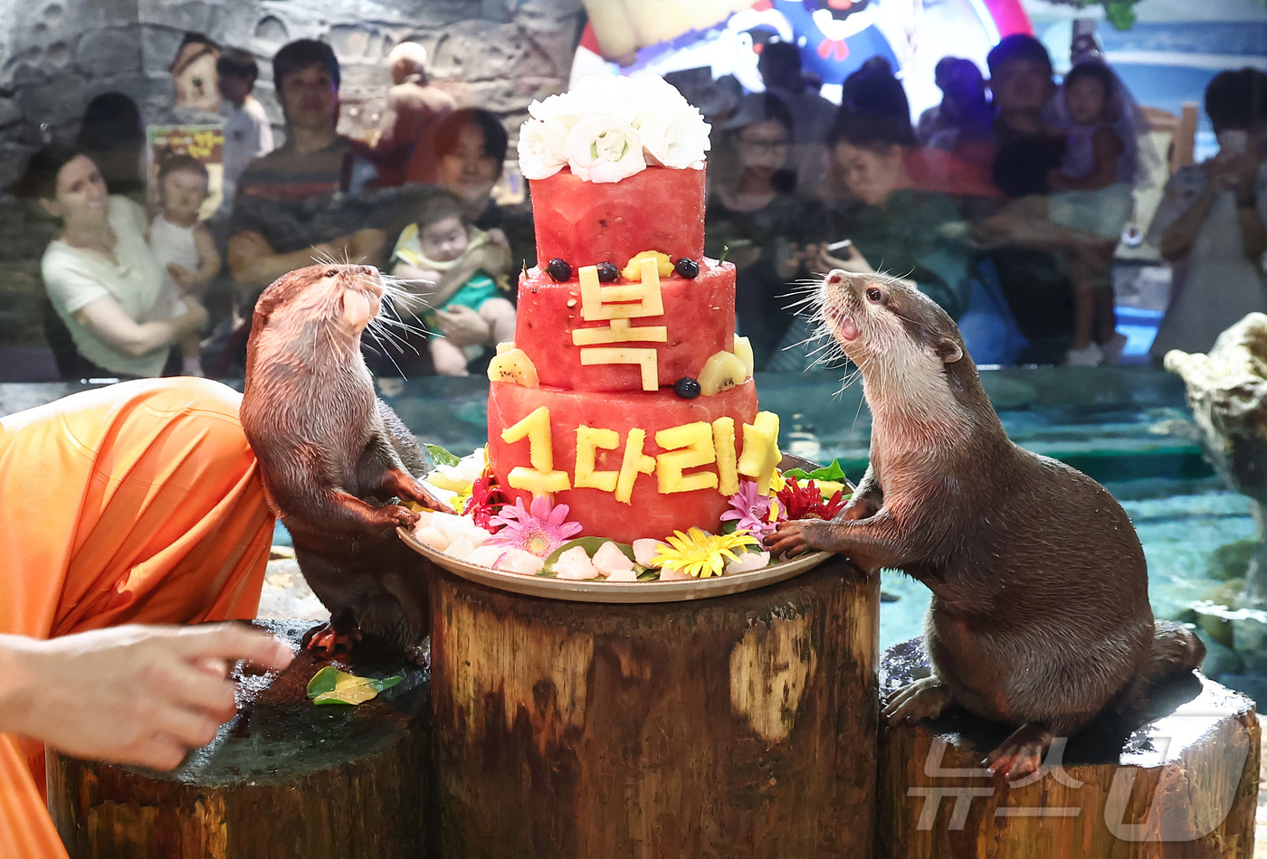 (서울=뉴스1) 김민지 기자 = 말복인 14일 서울 송파구 롯데월드 아쿠아리움에서 작은발톱수달이 말복을 맞아 아쿠아리스트가 주는 꽁꽁 얼린 과일 특식을 먹고 있다. 2026.8.1 …