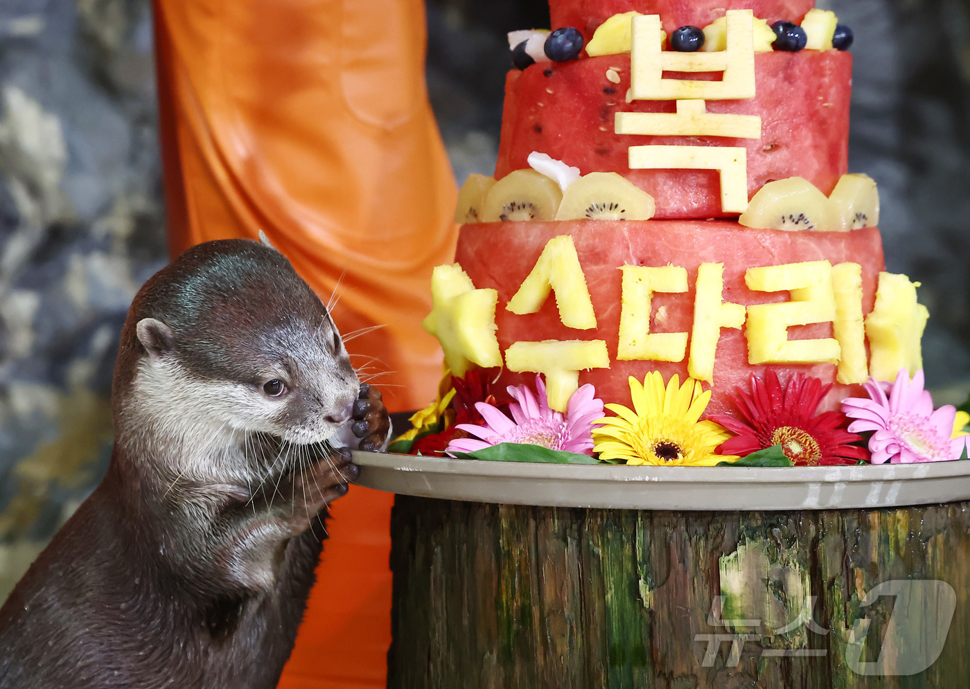 (서울=뉴스1) 김민지 기자 = 말복인 14일 서울 송파구 롯데월드 아쿠아리움에서 작은발톱수달이 복날을 맞아 꽁꽁 얼린 과일 특식을 먹고 있다. 2026.8.14/뉴스1