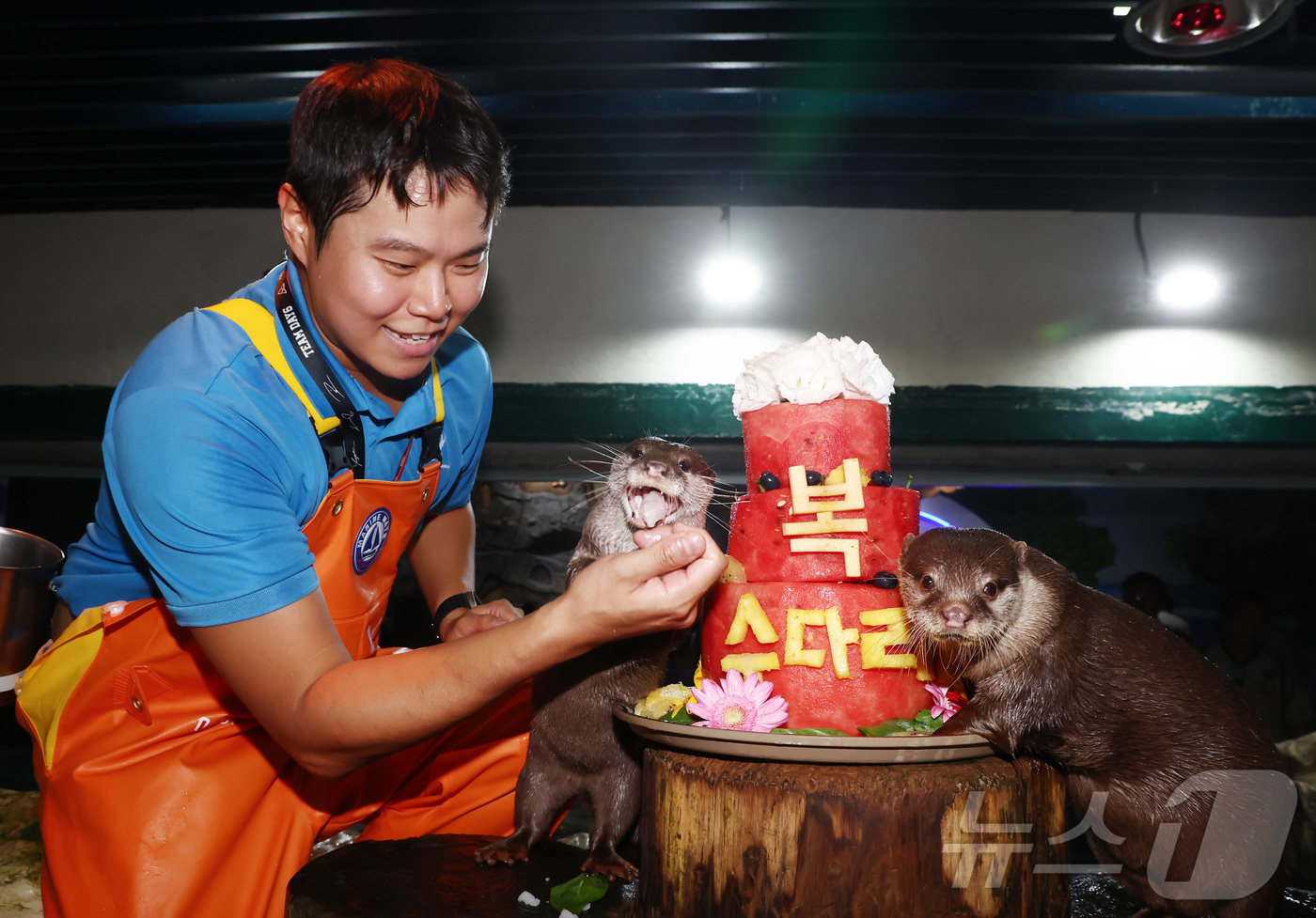 (서울=뉴스1) 김민지 기자 = 말복인 14일 서울 송파구 롯데월드 아쿠아리움에서 작은발톱수달이 말복을 맞아 아쿠아리스트가 주는 꽁꽁 얼린 과일 특식을 먹고 있다. 2026.8.1 …