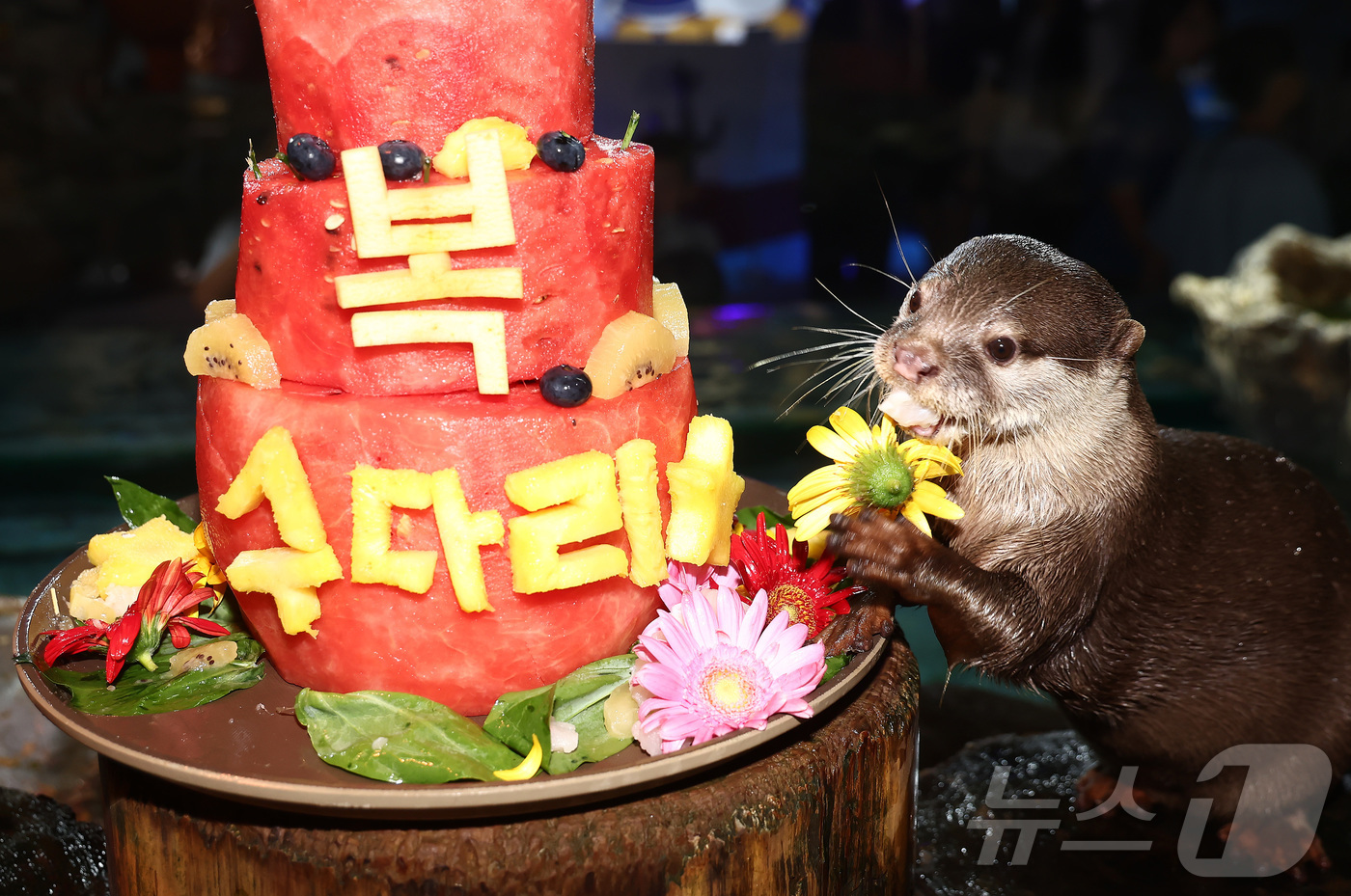 (서울=뉴스1) 김민지 기자 = 말복인 14일 서울 송파구 롯데월드 아쿠아리움에서 작은발톱수달이 복날을 맞아 꽁꽁 얼린 과일 특식을 먹고 있다. 2026.8.14/뉴스1