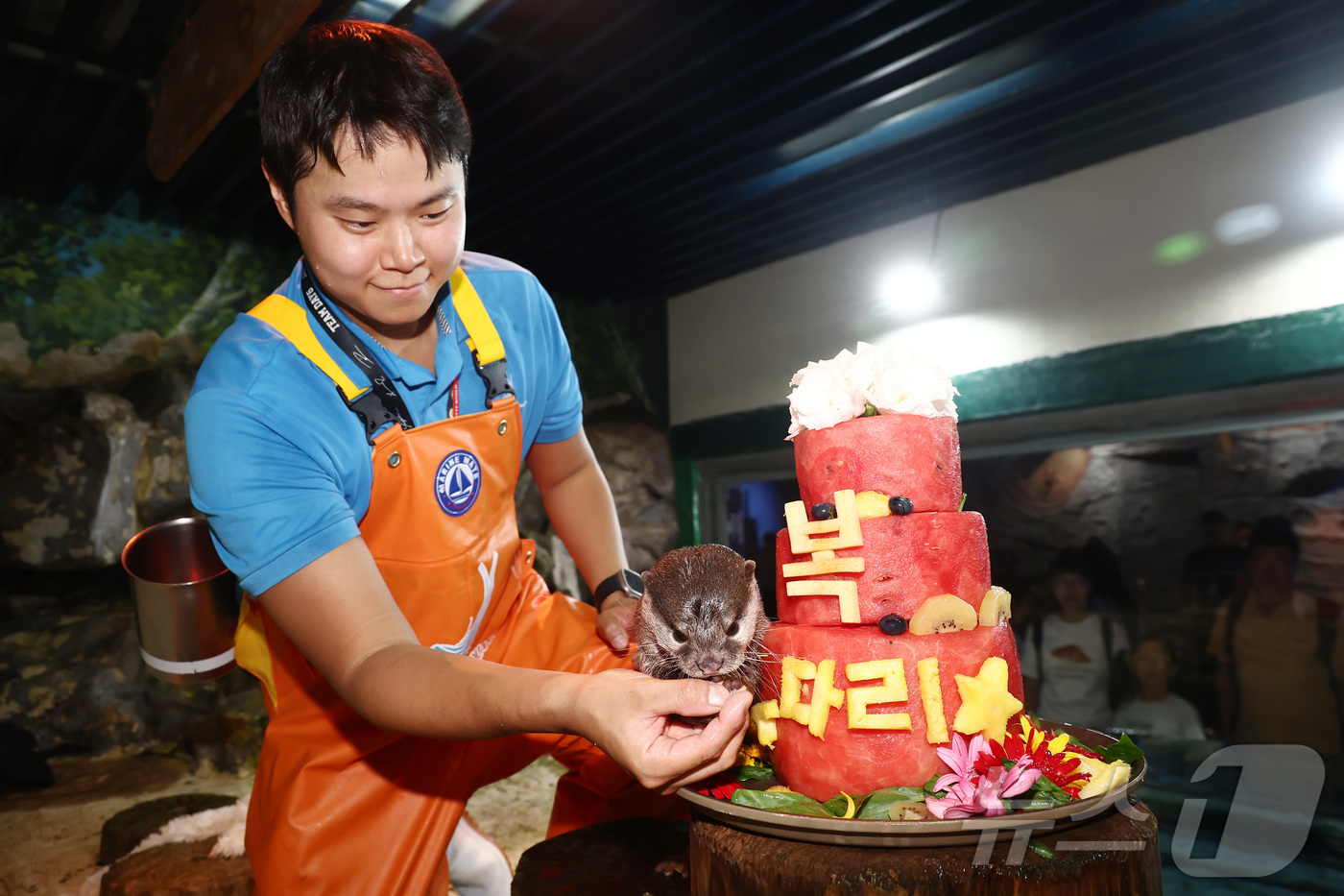 (서울=뉴스1) 김민지 기자 = 말복인 14일 서울 송파구 롯데월드 아쿠아리움에서 작은발톱수달이 말복을 맞아 아쿠아리스트가 주는 꽁꽁 얼린 과일 특식을 먹고 있다. 2026.8.1 …