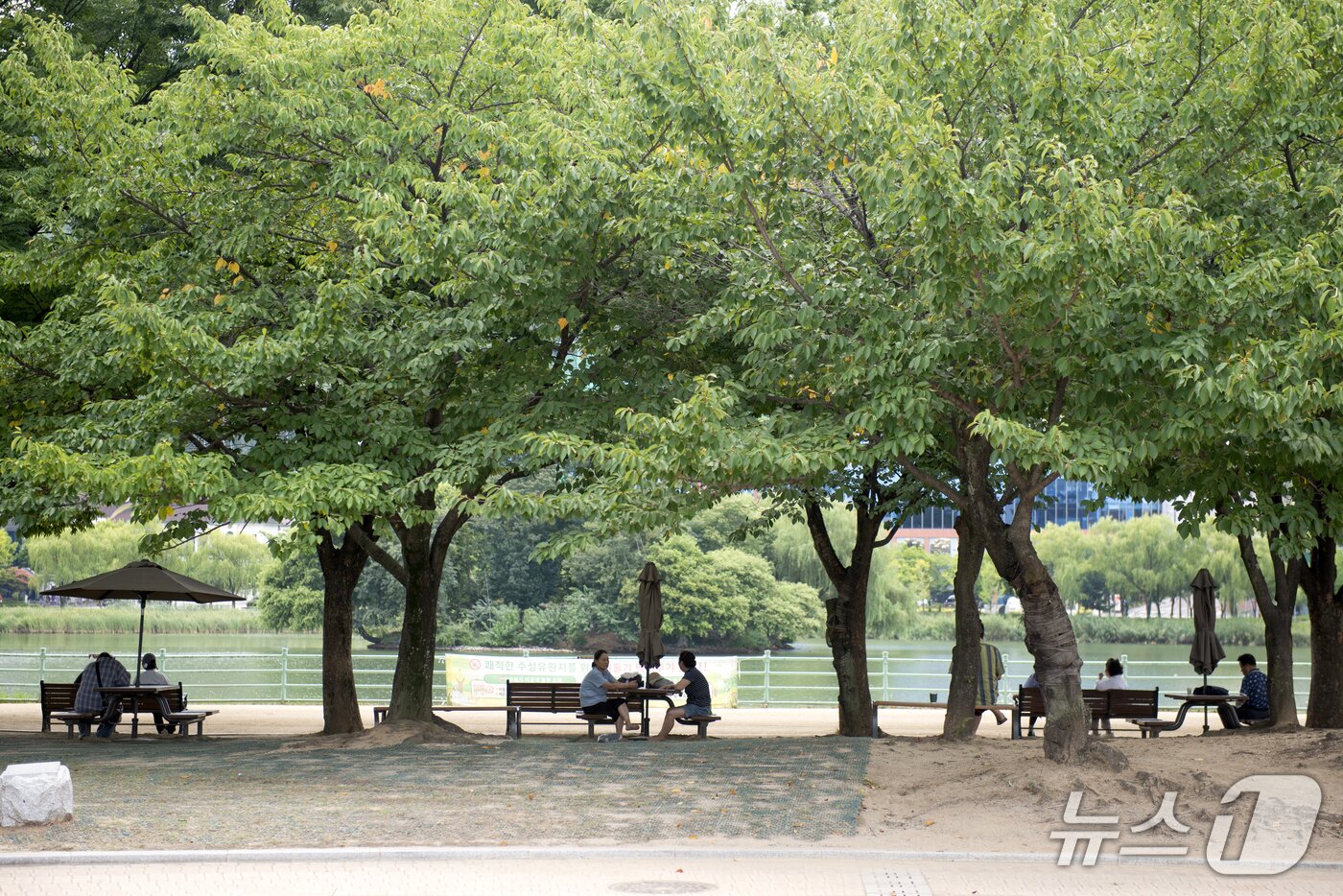 본문 이미지 - 14일 낮 12시쯤 대구 수성구 수성못에서 시민들이 나무 그늘 아래 앉아 휴식을 취하고 있다.2026.8.14 ⓒ 뉴스1 이성덕 기자