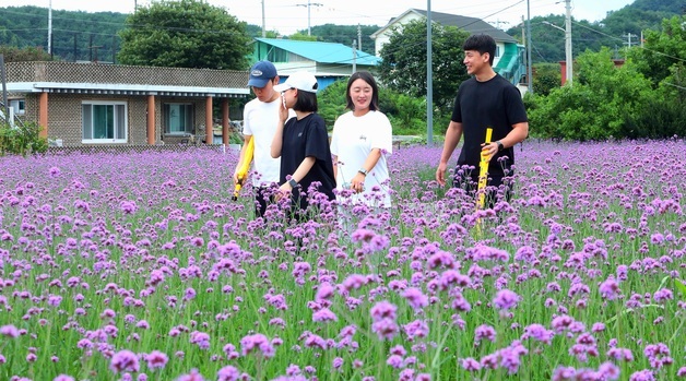 최전방 접경지 인제 서화면에 '보랏빛 꽃길'…마편초 6만 주 식재
