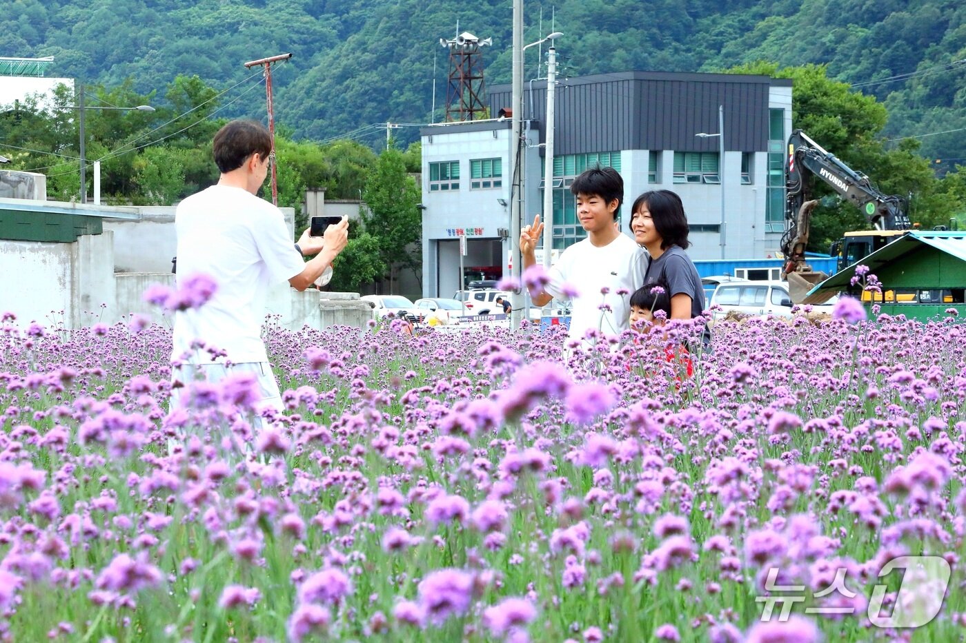 본문 이미지 - 인제군 서화면 천도리 일대에 들어선 보랏빛 마편초 꽃길.(인제군 제공. 재판매 및 DB금지)/뉴스1