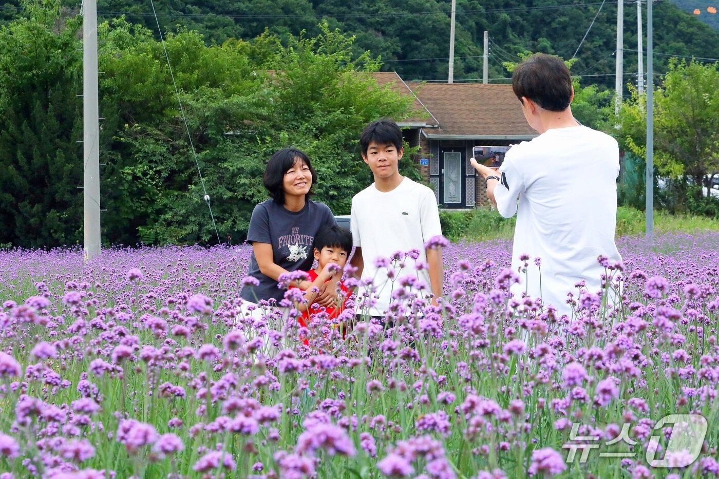 본문 이미지 - 인제군 서화면 천도리 일대에 들어선 보랏빛 마편초 꽃길.(인제군 제공. 재판매 및 DB금지)/뉴스1