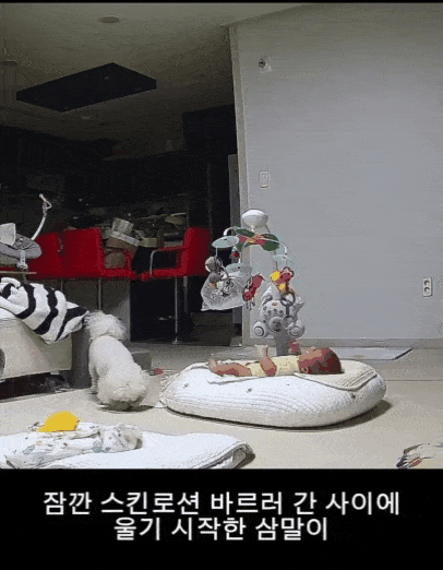 본문 이미지 - 아기가 울자 달려가 달래주는 당근이(인스타그램 3rd_horse_ 제공) ⓒ 뉴스1