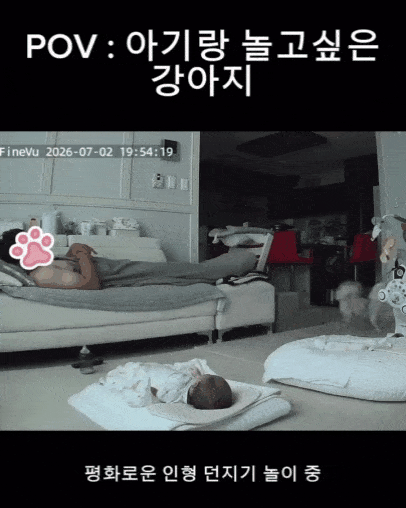 본문 이미지 - 아기에게 인형을 물어다 주는 당근이(인스타그램 3rd_horse_ 제공) ⓒ 뉴스1