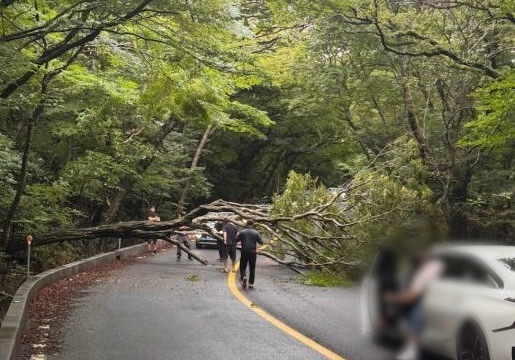 제주 호우·강풍…도로 침수되고 나무 쓰러져