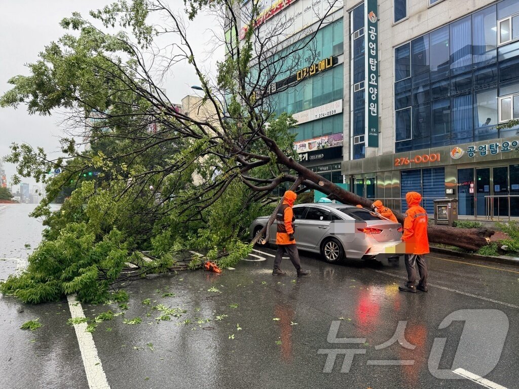 본문 이미지 - 17일 오전 7시 24분 울산 남구 신정동의 한 도로에 나무가 쓰러져 소방 당국이 조치하고 있다.(울산소방 제공. 재판매 및 DB금지) ⓒ 뉴스1