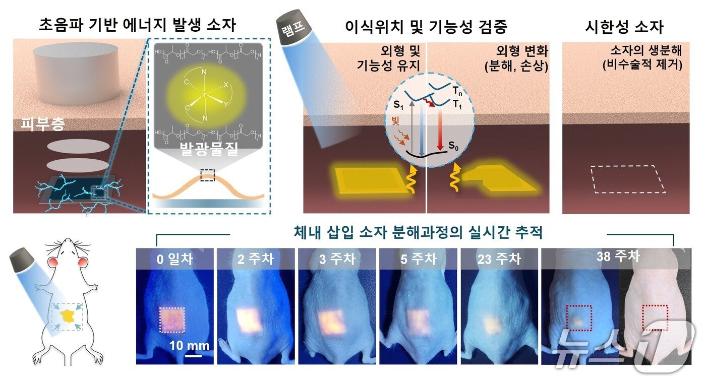 본문 이미지 - 초음파로 전기를 만들고 빛으로 위치와 상태를 확인하는 생분해성 삽입형 소자의 작동 원리와 생쥐 실험 모습. 연구팀은 체내에 삽입한 소자가 38주에 걸쳐 분해되는 과정도 추적했다. (연세대학교 김상우 교수 제공)