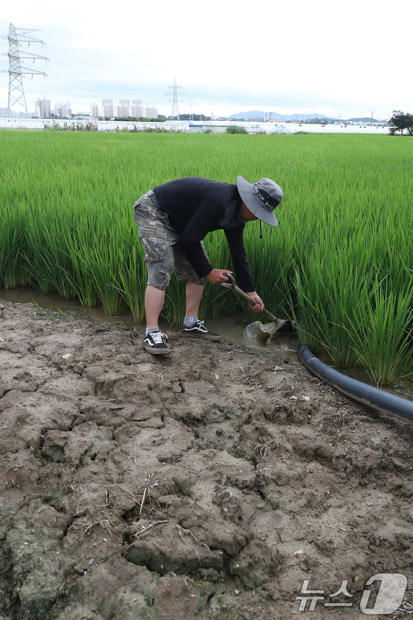 (경산=뉴스1) 공정식 기자 = 긴 가뭄 끝에 단비가 내린 17일 경북 경산시 압량읍 들녘에서 한 농부가 논에 찬 물을 살펴보고 있다. 이날 경남 거제·통영에는 집중호우가 쏟아져 …