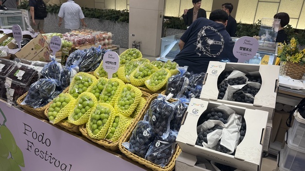 옥천 포도 현대백화점 페스티벌서 1200상자 완판