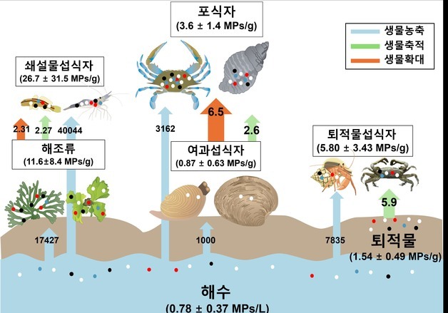 갯벌 먹이사슬 따라 미세플라스틱 축적…인하대 연구진 세계 첫 확인