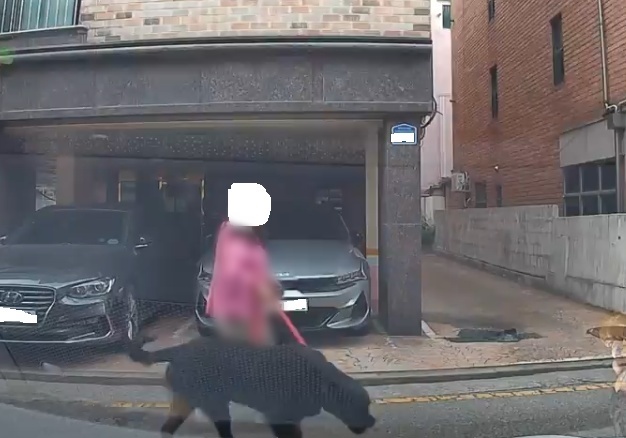"어린이집 코앞인데"…입마개 없이 거리 나선 맹견에 주민 '화들짝'