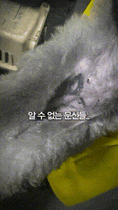 본문 이미지 - 동물보호단체들은 미용학원에서 실제 개를 사용한 실습 과정 중 불법 진료뿐 아니라 케이지에 오랜 시간 가둬 놓는 등 동물학대가 이뤄진다는 제보를 입수하고 실습견 구조에 나섰다(엔젤프로젝트 인스타그램 갈무리). ⓒ 뉴스1
