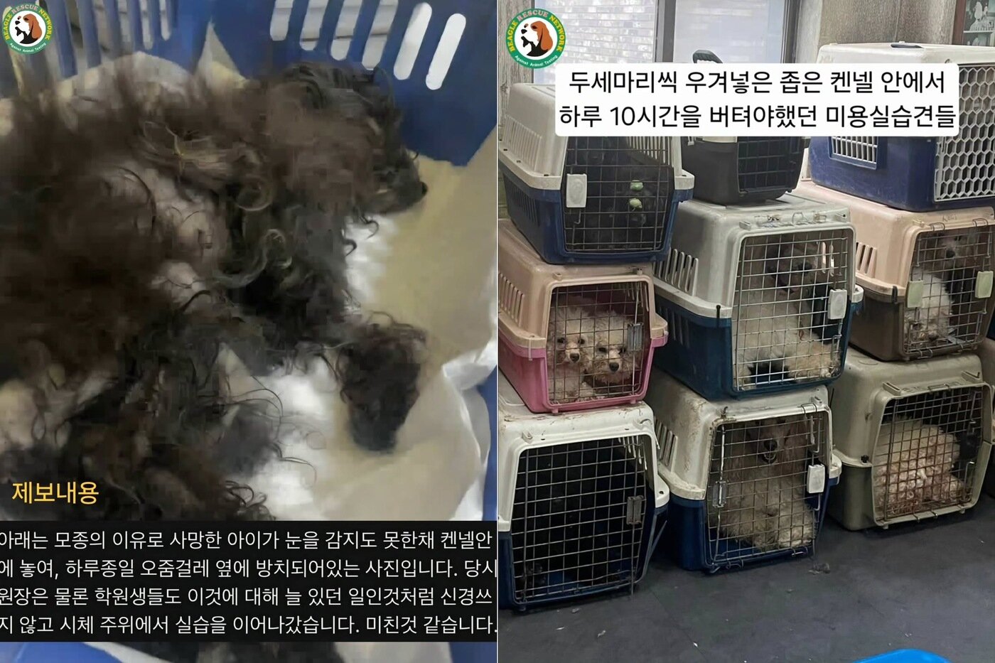 본문 이미지 - 동물보호단체에 제보된 미용학원에서 숨진 개와 실습을 위해 장시간 케이지에 갇혀 있는 개들의 모습(비글구조네트워크 제공) ⓒ 뉴스1