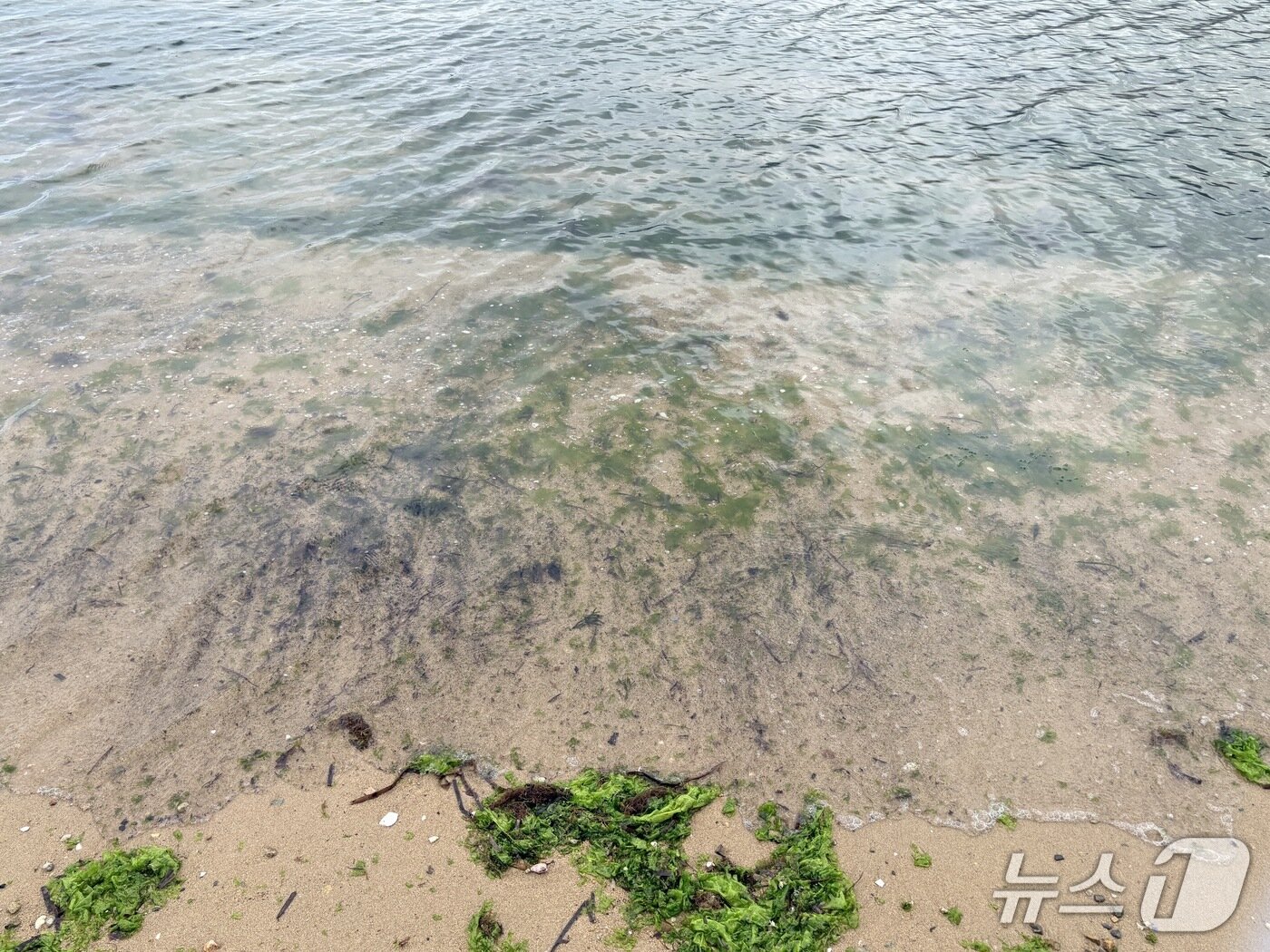 본문 이미지 - 경남의 한 해수욕장에 해조류가 해변으로 밀려와 있다. 2026.8.2/뉴스1 강미영기자