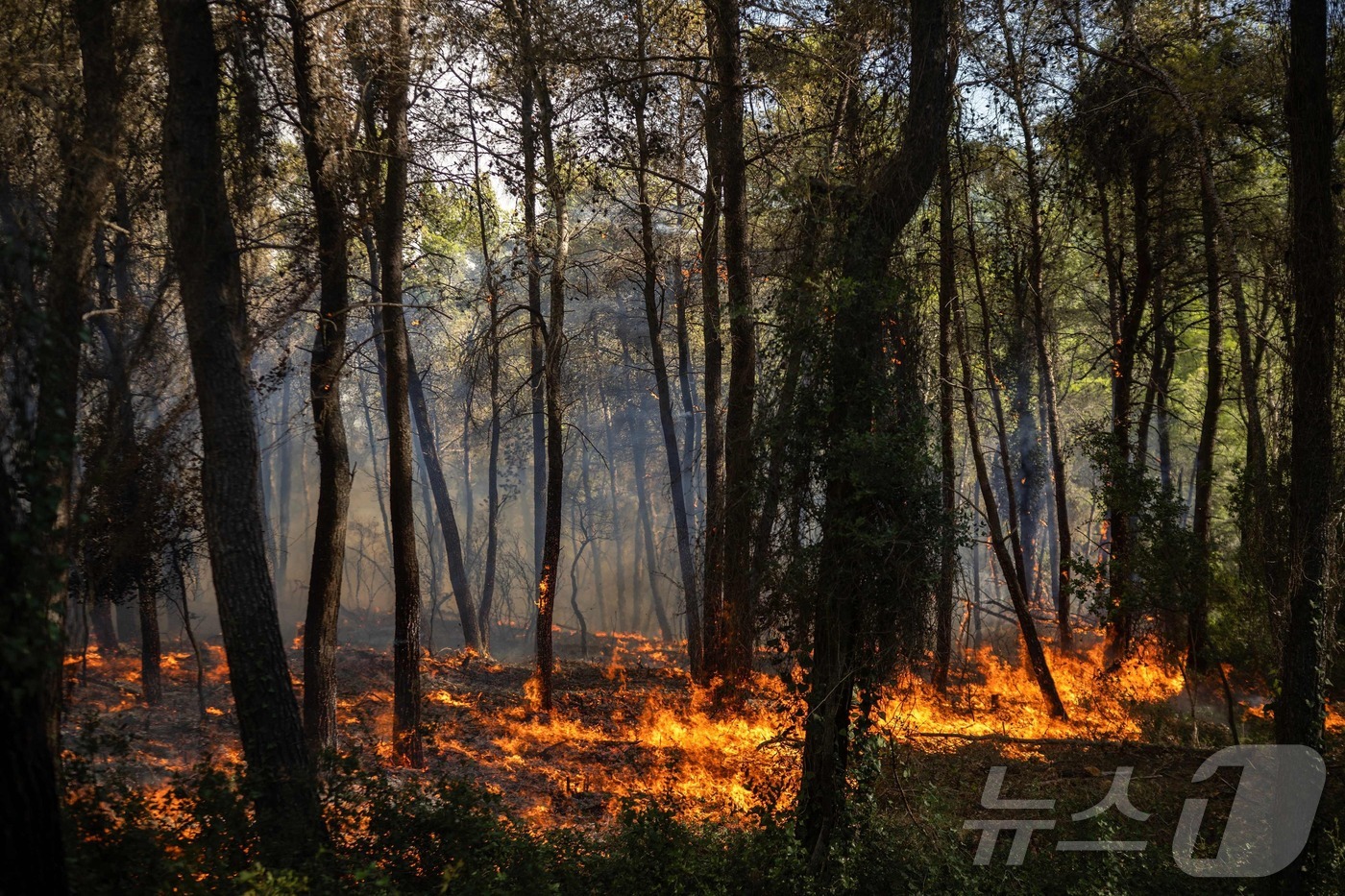 (포르토 게르메노 AFP=뉴스1) 최종일 선임기자 = 1일(현지시간) 그리스 아테네에서 북서쪽으로 약 70km 떨어진 비오티아 지역 포르토 게르메노 일대에서 산불로 나무와 초목이 …