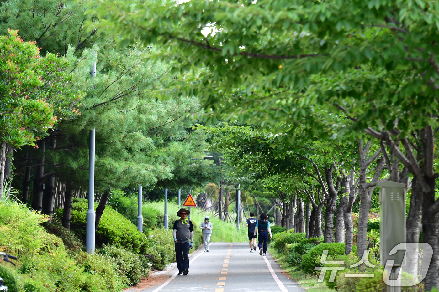 (포항=뉴스1) 최창호 기자 = 20일 오전 경북 포항시 남구 대잠동 철길 숲에서 아침 운동을 나온 시민들이 나무 그늘 아래로 걸어가고 있다.  2026.8.20/뉴스1