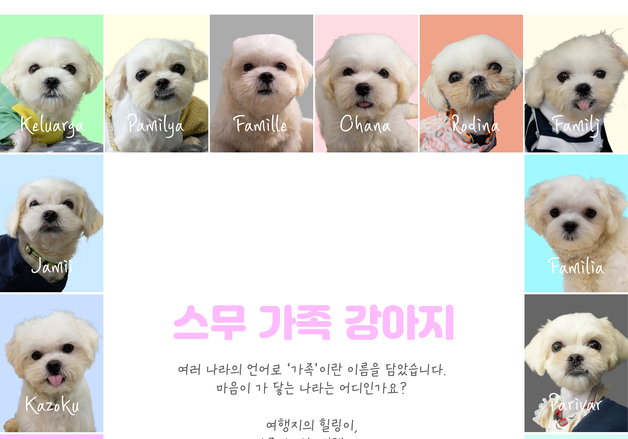 구조된 강아지 20마리 새 가족 찾는다…서울시, 입양자 모집
