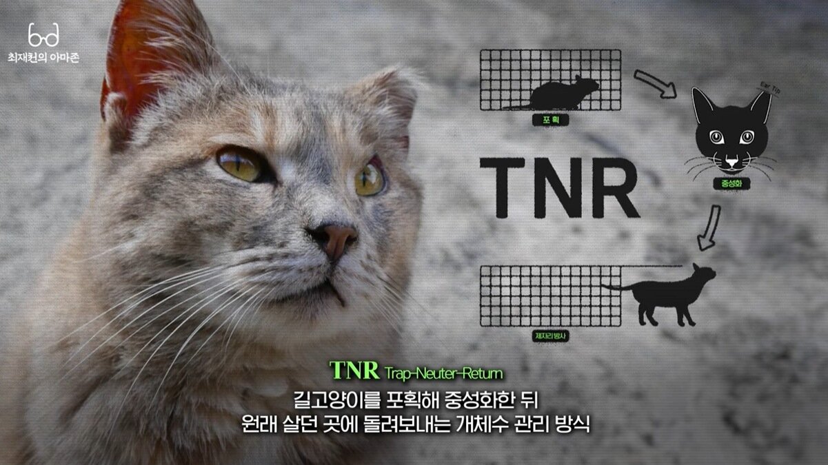 본문 이미지 - 최 교수는 자신이 사는 지역에서도 TNR 제도를 통해 길고양이 개체수가 안정적으로 유지되고 산으로 유입되는 것을 막고 있다고 설명했다(유튜브 갈무리). ⓒ 뉴스1