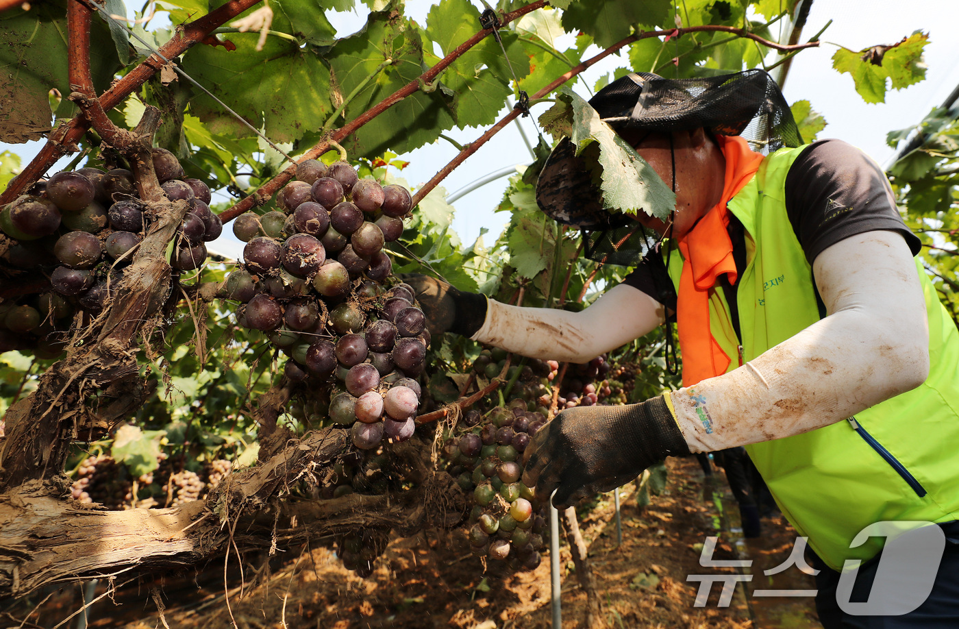 (거제=뉴스1) 윤일지 기자 = 경남농협 임직원들이 21일 폭우 피해를 입은 경남 거제시 둔덕면 산방리의 한 포도 농가를 찾아 일손을 거들고 있다.  2026.8.21/뉴스1