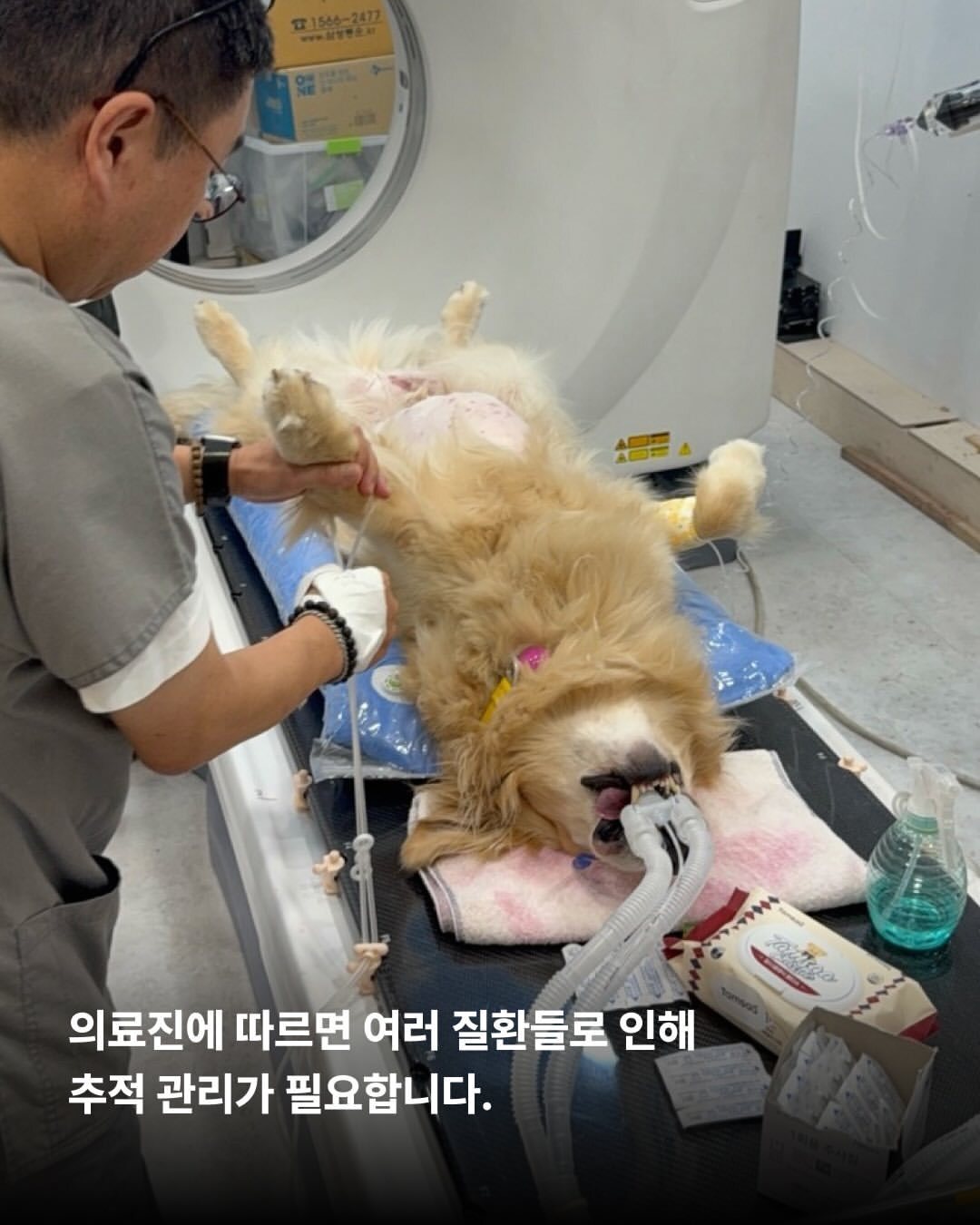 본문 이미지 - 서울 로얄동물메디컬센터 본원에서 검사 받는 영웅이(위액트 인스타그램 갈무리) ⓒ 뉴스1