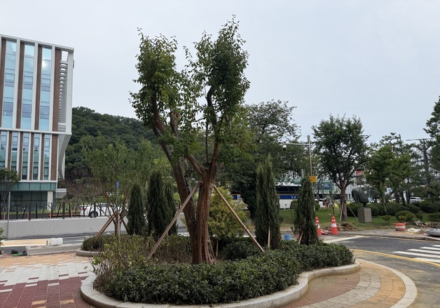 충북도청 조경수 절반 고사…손실액도 책임도 '산정 불가'
