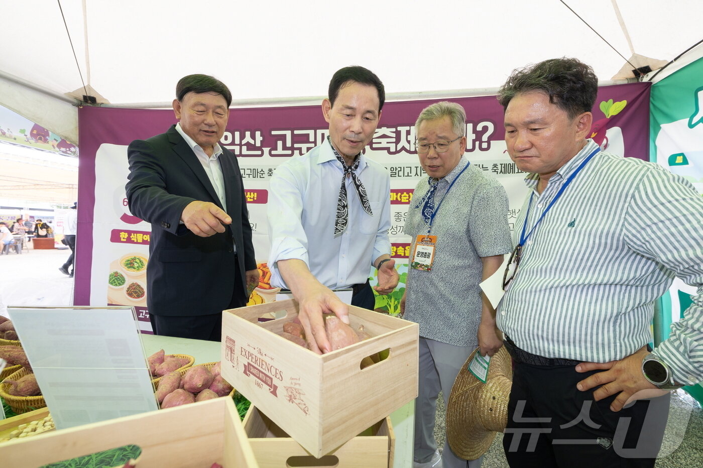본문 이미지 - 22일부터 이틀간 전북 익산시 삼기농협에서 개최되는 '익산 고구마(순) 축제'에서 최정호 시장(가운데)와 관계자들이 대화하고 있다. ⓒ 뉴스1 장수인 기자