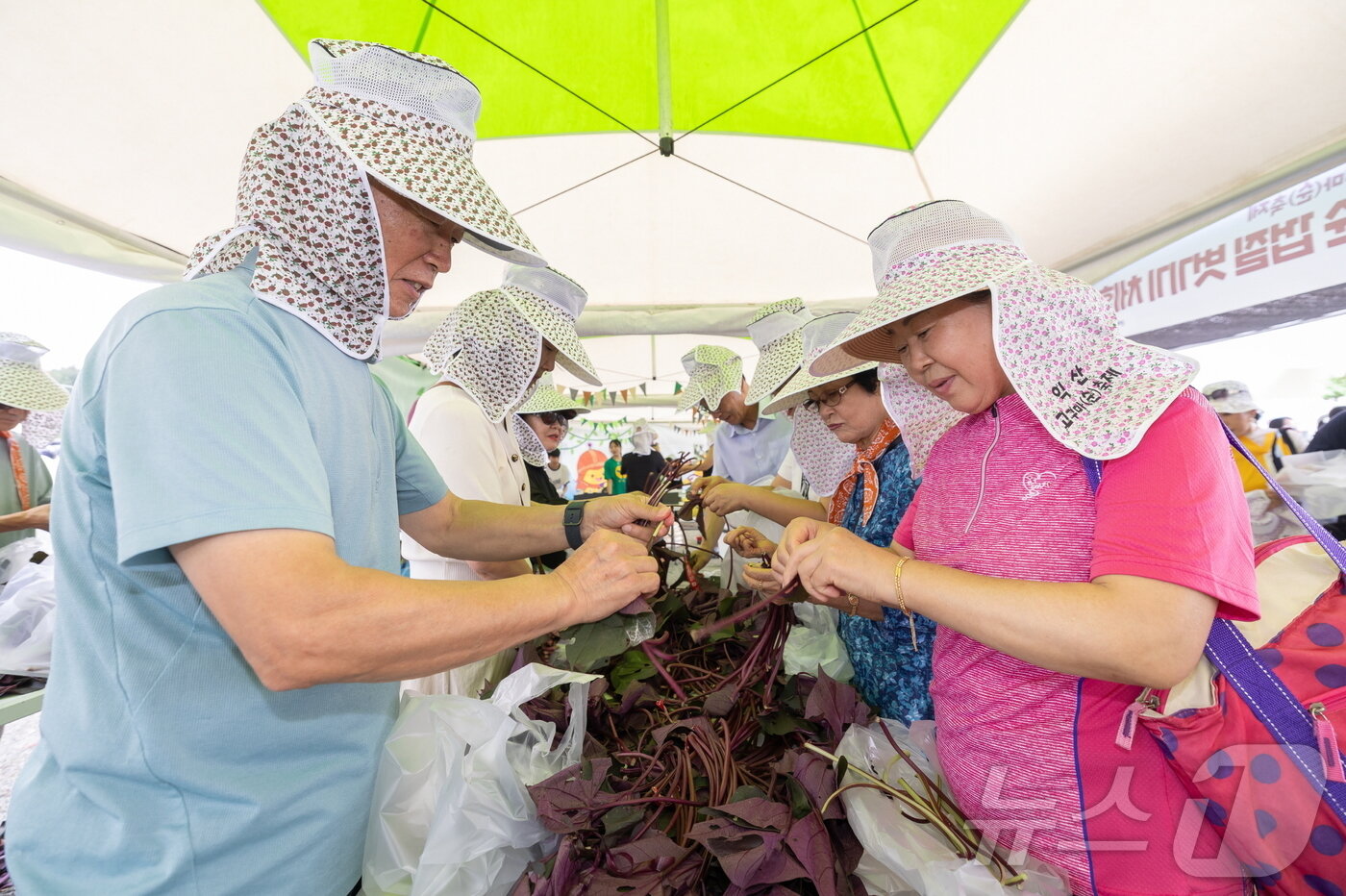 본문 이미지 - 22일부터 이틀간 전북 익산시 삼기농협에서 개최되는 '익산 고구마(순) 축제'에서 고구마순을 다듬고 있다. ⓒ 뉴스1 장수인 기자