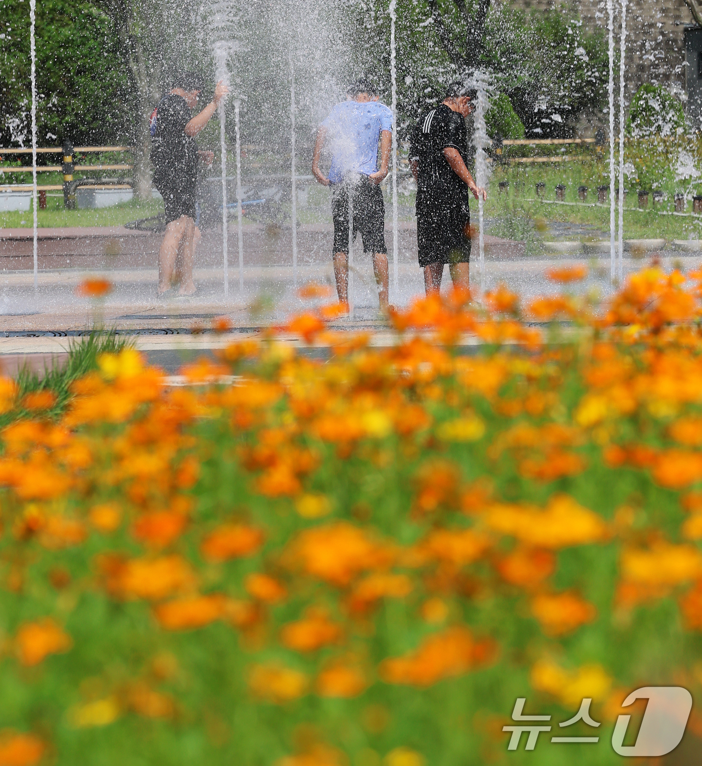 (남양주=뉴스1) 오대일 기자 = 절기상 처서(處暑)인 23일 가을의 전령 황화 코스모스가 만개한 경기 남양주시 삼패 한강공원에서 학생들이 물놀이를 하며 더위를 식히고 있다.더위가 …