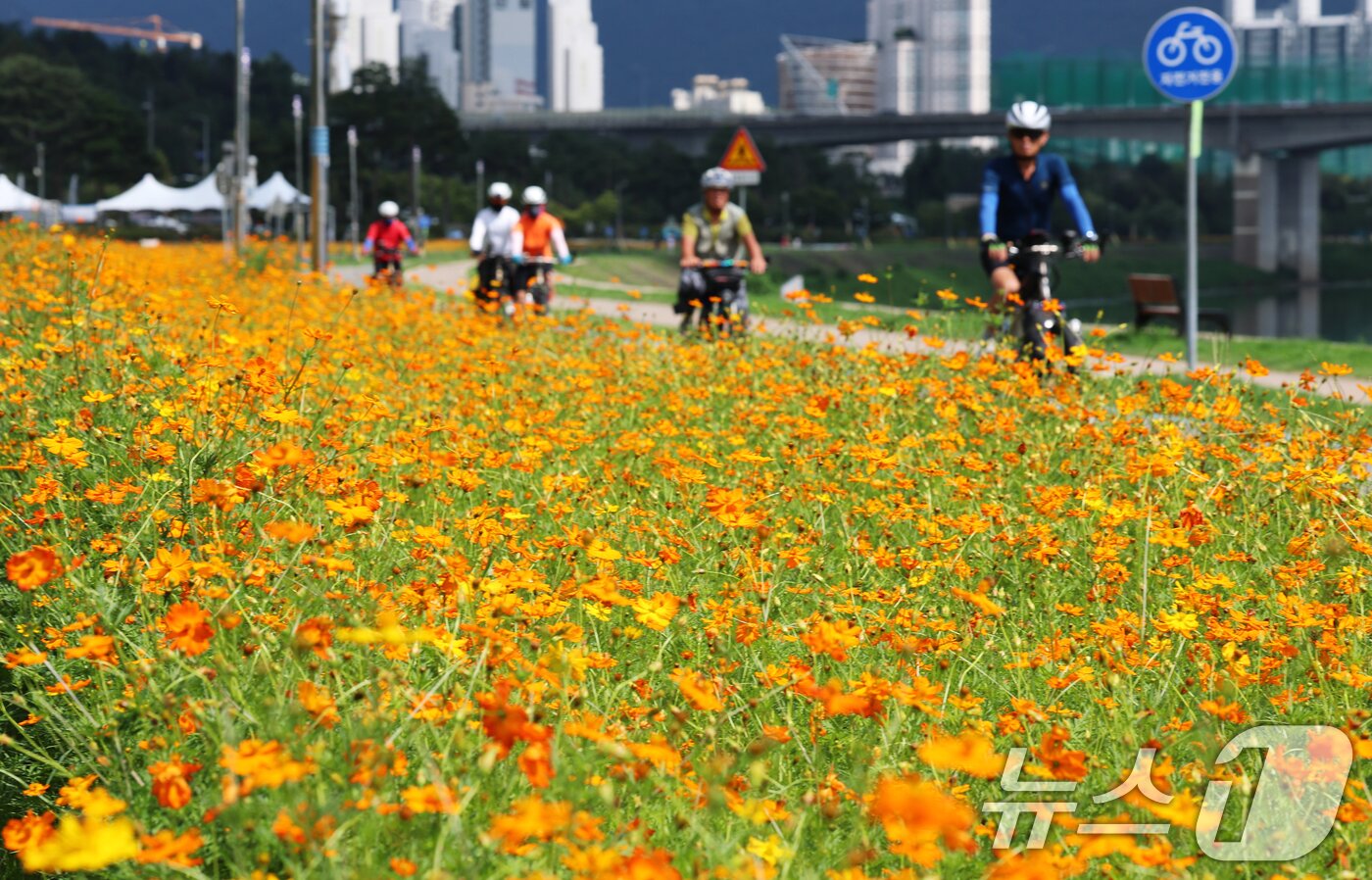 본문 이미지 - 절기상 처서(處暑)인 23일 경기 남양주시 삼패 한강공원에서 자전거 라이더들이 가을을 알리는 황화 코스모스 꽃밭을 지나고 있다. 더위가 한풀 꺾인다는 절기를 비웃듯 이날 서울과 수도권을 비롯한 전국 곳곳에 폭염주의보가 발효되는 등 막바지 무더위가 기승을 부렸다. 2026.8.23 ⓒ 뉴스1 오대일 기자