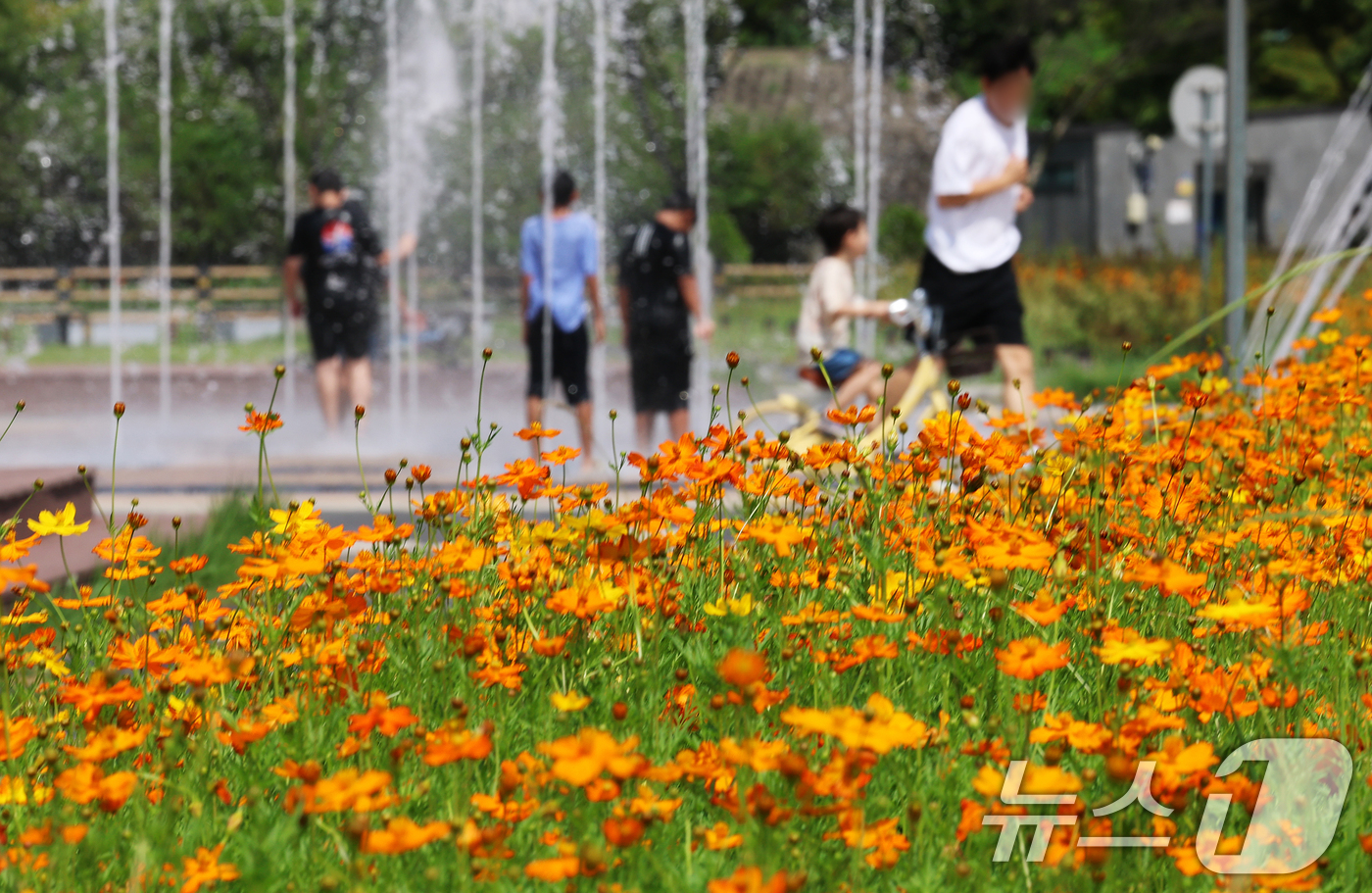 (남양주=뉴스1) 오대일 기자 = 절기상 처서(處暑)인 23일 가을의 전령 황화 코스모스가 만개한 경기 남양주시 삼패 한강공원에서 어린이들이 물놀이를 하며 더위를 식히고 있다.더위 …