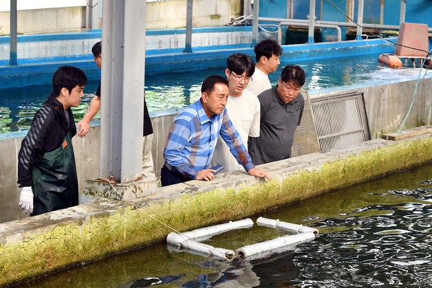 화천산천어축제 주인공 '산천어' 역대급 폭염 이기고 쑥쑥 성장