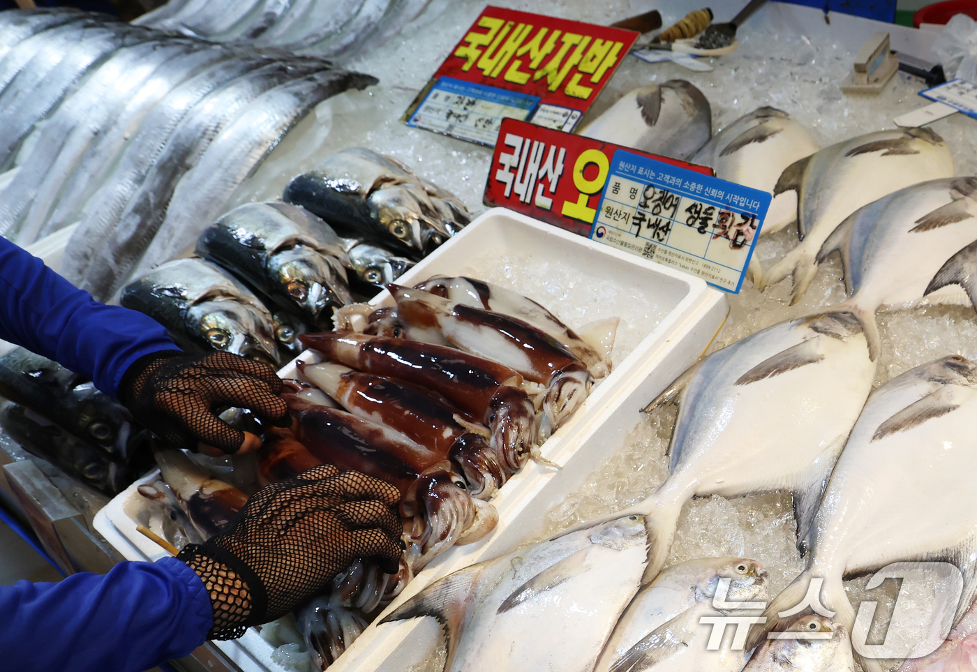 (서울=뉴스1) 오대일 기자 = 24일 오후 서울 동작구 노량진수산시장에 오징어, 갈치 등 수산물이 진열돼 있다. 해양수산부는 추석을 앞두고 수산물 시장 가격 안정을 위해 8월 2 …