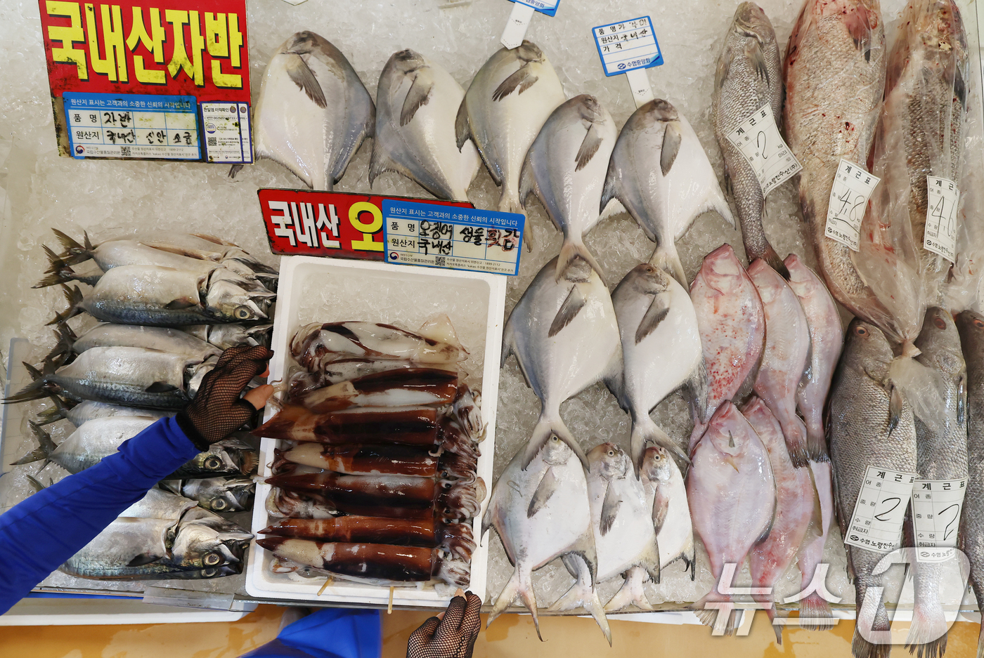 (서울=뉴스1) 오대일 기자 = 24일 오후 서울 동작구 노량진수산시장에 오징어, 고등어 등 수산물이 진열돼 있다. 해양수산부는 추석을 앞두고 수산물 시장 가격 안정을 위해 8월 …