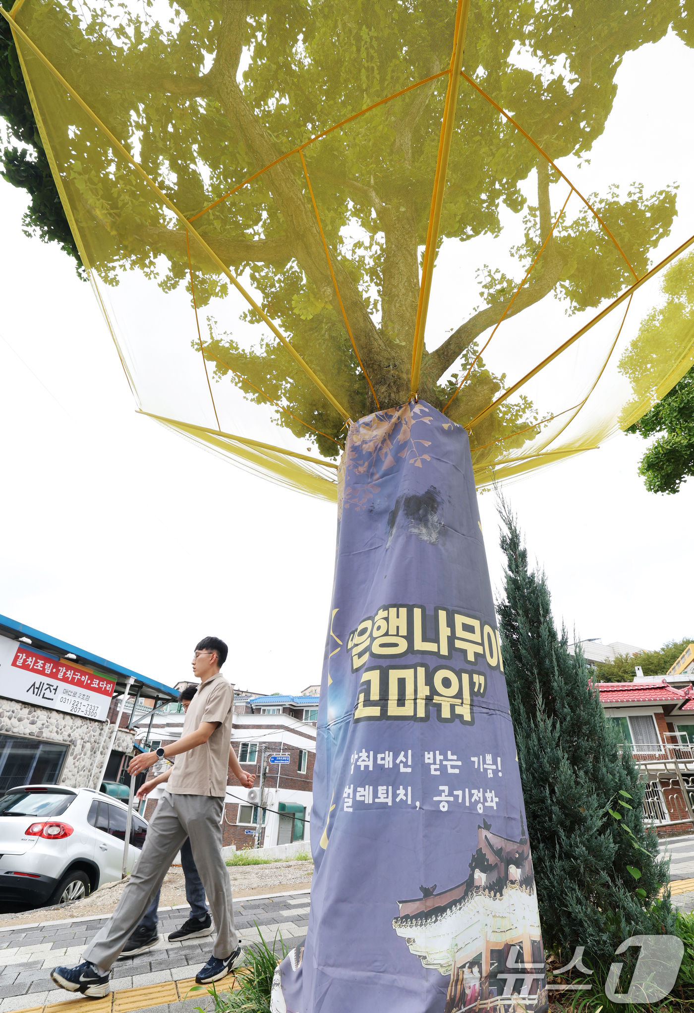 (수원=뉴스1) 김영운 기자 = 25일 경기 수원시 팔달구 도청오거리 인근 은행나무에 은행열매 악취를 줄이기 위한 수집망이 설치되어 있다.  2026.8.25/뉴스1
