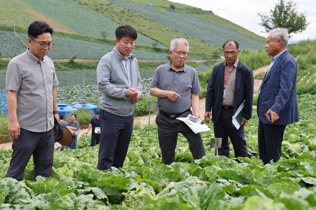 강원농업기술원,  고랭지 배추 '반쪽시들음병' 방제 신기술 공개