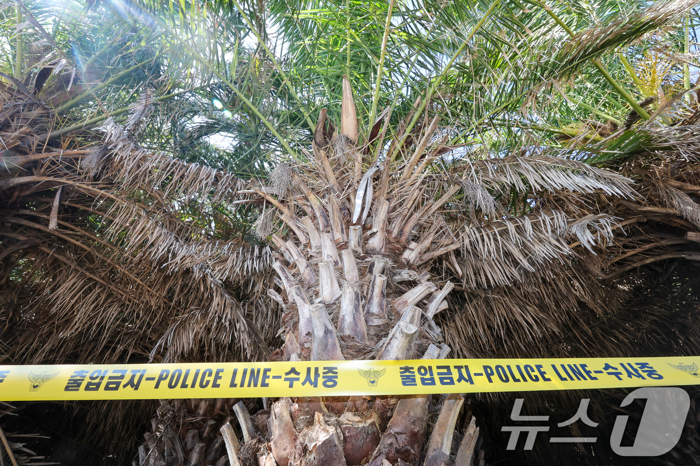(제주=뉴스1) 안은나 기자 = 26일 경찰의 실종사건 허위종결로 실종 104일 만에 장미란 씨의 시신이 발견된 제주시 한림읍 현장에 폴리스라인이 쳐져 있다. 2026.8.26/뉴 …