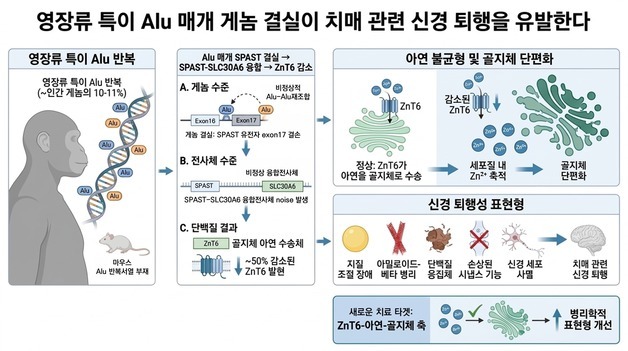 사람·원숭이에만 있는 DNA 조각에서 치매 유발 원인 찾았다